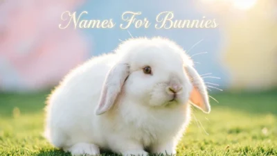 Names For Bunnies