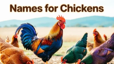 Names For Chickens